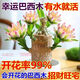綠植夏季驅(qū)蚊巴西木開(kāi)花水養(yǎng)綠植盆栽格魯特樹(shù)小木人 巴西木10厘米+白瓷盆（帶芽）