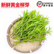 曠古農業(yè)【順豐】新鮮黃金柳芽 柳條柳葉酒店西餐日料烘焙 擺盤(pán)裝飾點(diǎn)綴 1盒約15支