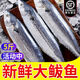 錦蜜姬 青島大鲅魚冷凍鮮活燕鲅魚大馬鮫魚餡餃子深海魚 大號(hào)燕鲅魚5斤(無冰8兩-1斤1條)