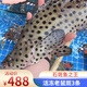 【漁大吉】活凍老鼠斑石斑魚(yú)冰鮮冷凍海鮮水產(chǎn)條凍真空包裝3-4條1.5kg