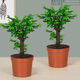 想開(kāi)小葉紫檀盆景樹(shù)樁植物老樁盆栽客廳桌面室內綠植好養樹(shù)苗四季常青 單桿小葉紫檀簡(jiǎn)裝兩顆裝（不含盆） 帶盆栽好