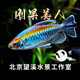 剛果美人魚(yú)霓虹魚(yú)石美人群游扯旗全公草缸群游中小型熱帶觀(guān)賞活體 （發(fā)色公魚(yú)）剛果4.5-5.5厘米5條