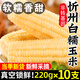 土地母親計(jì)劃  山西忻州糯玉米棒非轉(zhuǎn)基因甜香粘黏玉米粒水果即食玉米火鍋食材 【代餐粗糧】白糯玉米10根2.2kg