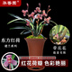 華香園蘭花 東方紅荷 建蘭銘品 濃香型  不帶花苞室內(nèi)外辦公室內(nèi)盆栽盆 東方紅荷5苗連體裸根 帶花苞