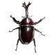 纯野生独角仙活体成虫巨型超大甲虫昆虫独角仙幼虫活物锹甲宠物 【成虫】7厘米以上公虫+母虫