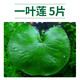 瘋狂水草（FKSC）浮萍活體水草一葉蓮水芙蓉植物養龜魚(yú)池造景直接入缸水上煙花 一葉蓮5顆（6-9cm）