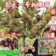 板栗樹苗帶土帶果發(fā)貨早熟農(nóng)大一號高產(chǎn)板栗苗八月成熟當(dāng)年結(jié)果 90cm(含)-99cm(含) 農(nóng)大一號板栗苗_三年苗【次年結(jié)