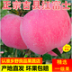 吉縣蘋(píng)果正宗吉縣壺口紅富士蘋(píng)果應季新鮮水果山西糖心蘋(píng)果脆甜果水果禮盒 8.5斤【凈重】 80mm(含)-85mm(不含)