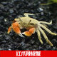 辣椒蟹迷你寵物魚缸觀賞蟹淡水爬寵辣椒蟹專用缸深水養(yǎng)除藻小螃蟹 辣椒蟹（紅鉗）20只包活15只