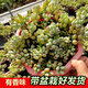 達摩福娘多肉植物群生多頭帶香味開(kāi)花綠植老樁室內盆栽 大達摩福娘【14cm塑料盆栽好】