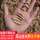 野外太子參深山無(wú)硫農家孩兒參童參煲湯煮水干貨食材滋補藥材正宗 深山太子參250克（瓶裝）