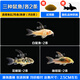 工具魚(yú)活體小型冷水清潔理魚(yú)缸吃便垃圾金苔鼠除藻熱帶觀(guān)賞老鼠魚(yú) 三種鼠魚(yú)/每種2條(再送2條防損)