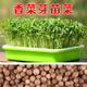 芽苗菜專(zhuān)用種子白蘿卜油葵香椿苜蓿紫蘇亞麻香菜菠菜速生無(wú)土水培 香菜種子100克（芽苗菜專(zhuān)用）