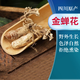 磊祥莊 金蟬花四川山竹林蟬花知了花蟲(chóng)草 四川 金蟬花【250g-牛皮袋裝】
