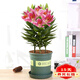 帶花苞發(fā)貨百合花盆栽 香水百合花室內花卉植物 四季開(kāi)花好養綠植 3顆香水百合 含盆【帶盆栽好】