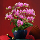 綠韻花田【2小時(shí)達】蝴蝶蘭盆栽帶花苞花劍花盆真花蘭花送長(cháng)輩生日開(kāi)業(yè) 8株夢(mèng)幻紫（瓷盆隨機）