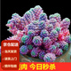 墨一（MOYI）多肉植物 旋葉姬星美人 肉肉植物組合綠植花卉盆栽多肉爆盆 旋葉姬星 塑料盆