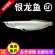 樂(lè)淘逸寵銀龍魚(yú)活體大中型熱帶觀賞魚(yú)魚(yú)缸寵物淡水風(fēng)水魚(yú)發(fā)財(cái)魚(yú)金龍魚(yú) 28-30cm銀龍1條發(fā)順豐