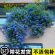 臨雅藍雪花爬藤大苗庭院花卉盆栽特大棒棒糖耐熱植物陽(yáng)臺藤本四季開(kāi)花 藍雪花【中大苗】