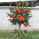阿源沐甜脆柿子苗樹(shù)庭院果樹(shù)果苗無(wú)核巧克力紅燈籠水晶柿子樹(shù)苗當年結果 火晶柿子2公分粗度
