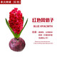 水仙花種球室內(nèi)水培水養(yǎng)植物土培盆栽風(fēng)信子子花種的 紅色風(fēng)信子單球1個 -