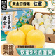 南步欽蜜9號百香果 蜂蜜黃金百香果純甜白香果原漿醬西番蓮新鮮水果 4.5斤 特大果【24顆禮盒裝】順豐