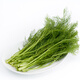 小湯山 北京 茴香 250g 基地直供新鮮蔬菜