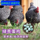 一斤半斤三斤左右山東汶上蘆花雞苗黑白蘆花雞活苗蛋雞活苗半大雞 1.5斤黑蘆花8只【公母備注】