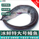 鹿凌青【淡水魚】鮮活河鰻 白鰻魚現(xiàn)捕現(xiàn)發(fā) 冰鮮海鰻魚 【冰鮮】海鰻（1.9-2.3斤 ）1條