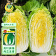 鳳鳴雅世秋季冬季播大白菜種孑黃心白菜種籽耐寒金秋大白菜種子10克