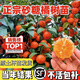 砂糖橘樹苗地栽盆栽南北方種植廣西沙糖桔子苗嫁接無籽橘子樹果苗 無核沙糖桔苗 四年苗