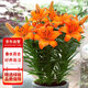 花行榜進(jìn)口香水百合花種球盆栽花卉綠植物室內陽(yáng)臺 橙色5顆源頭直發(fā)