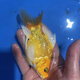 德系瑪雅蝴蝶鯉大酋長(cháng)冷淡水觀(guān)賞魚(yú)易養耐寒長(cháng)尾球體錦鯉鬼面彩蝶 金色德系瑪雅蝴蝶鯉11-13公分1條