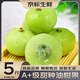 優(yōu)味集現(xiàn)貨油甘果大全多品種可選新鮮余甘果油甘子果滇橄欖油柑果 2500g凈重裝（60%選擇-超劃算） 商超A+級(jí)大果