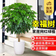 愛(ài)優(yōu)尚幸福樹(shù)盆栽客廳室內大型綠植辦公室喬遷新家綠寶凈化空氣源頭直發(fā)