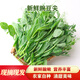 食藝鮮（SHIYIXIAN）新鮮豌豆尖 農家自種火鍋食材嫩豌豆苗龍須菜 500g