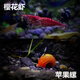 噢水噢觀賞蝦活體水族寵物蝦草缸除藻清潔櫻花極火水晶紅琉璃藍(lán)色淡水蝦 櫻花5蘋果螺10