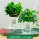 中夢(mèng)碧玉盆栽室內綠植盆景豆瓣綠客廳桌面綠植常青 鴨腳木+碧玉（早安盆）