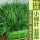 新韭菜根香韭菜農家傳統小細葉韭菜根四季綠植盆栽庭院種植易成活 農家小葉韭菜 韭菜根500顆送種植說(shuō)明