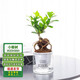 通沭小榕樹室內(nèi)盆栽四季常青綠色盆栽植物花卉 小榕樹+早安盆源頭直發(fā)