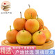 鮮姿 正宗鞍山南果梨南國梨金南果東北特產(chǎn)秋梨香水梨新鮮水果 品質(zhì)中果約30枚（凈重4.5-4.8斤）