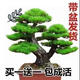 羅漢松盆栽真松樹(shù)盆景羅漢花盆入戶(hù)迎客松真樹(shù)辦公桌景觀(guān)盆栽美觀(guān) 12年精品苗(買(mǎi)1發(fā)2)送肥料，不含盆 含盆
