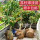 廣西荔枝樹苗桂味妃子笑無核荔枝新品種冰荔枝仙進(jìn)俸荔枝樹苗 桂味 2年苗（60-80）高