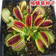 大愛(ài)婧騎（正常發(fā)貨）香草種子驅蚊除蟲(chóng)種子花種子庭院陽(yáng)臺盆栽花卉草種子 捕蠅草100粒