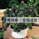 種花迷仟草集藍莓樹苗盆栽地栽藍梅樹當年結果 奧尼爾藍莓 南方北方果樹 黑珍珠 3年苗