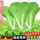花語笙默四季奶油小白菜農家庭院陽臺露天綠色速生四季盆栽蔬菜種 小白菜種子【1包 約1千?！? title=
