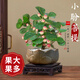 臨雅小盼菩提樹盆栽帶果綠植室內(nèi)禪意盆景辦公室花卉植物桌面好養(yǎng)擺件 小盼菩提+蓮花盆-復(fù)古托盤