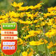 萌肉居多年生花卉野菊花種子綠化景觀(guān)花種子/金雞菊半斤源頭直發(fā)