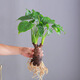 中夢(mèng)水培植物千手觀(guān)音盆栽室內大葉滴水觀(guān)音龜背竹綠植 中號單顆3頭（40到50厘米）