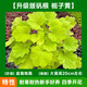 臨雅礬根花苗綠植盆栽室外陽(yáng)臺四季觀(guān)葉植物耐寒花卉源頭直發(fā)梔子黃